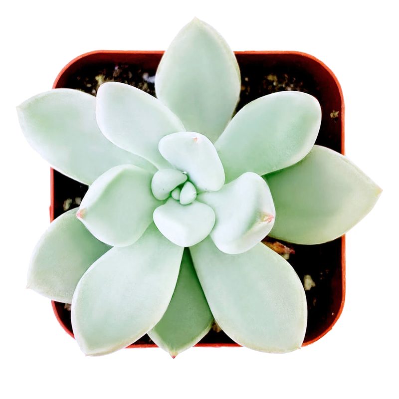 Pachyveria Haagei, Succulents shop near me, how to grow succulents, succulents garden, succulent plant, succulent subscription, cactus, succulents shop in California, succulent care, Pachyveria Haagei in California, How to grow Pachyveria Haagei, echeveria, echeveria succulent, echeveria types, succulent echeveria, buy succulents online, succulent shop, succulent store, echeveria plant