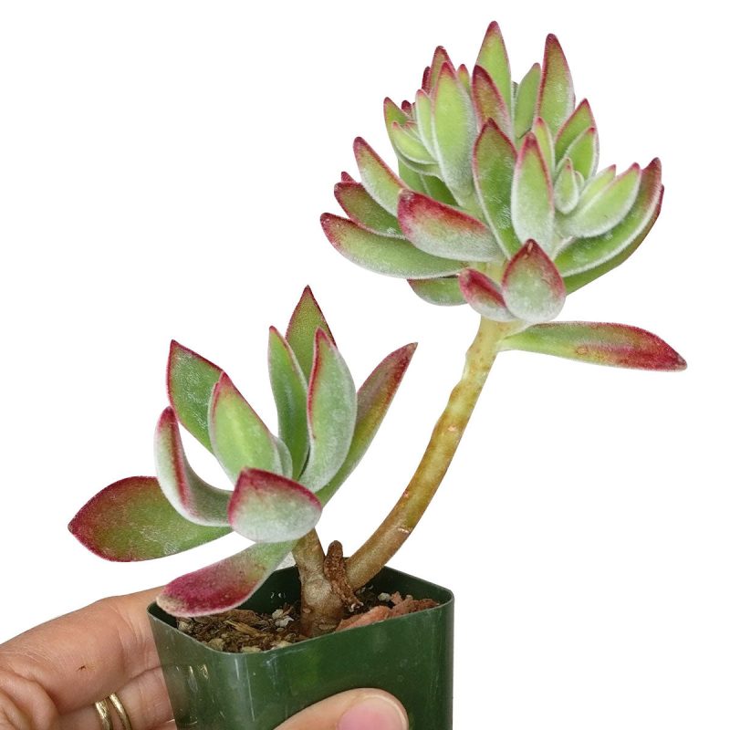 Echeveria Harmsii for sale, succulent care tips, Succulents shop near me, Succulents, monthly succulents, succulents garden, succulents shop in California, Echeveria Harmsii Ruby Slipper in California, How to grow Echeveria Harmsii Ruby Slipper, How to care echeveria succulents for thanksgiving, Easter echeveria gift, echeveria, echeveria succulent, echeveria types, succulent echeveria, buy succulents online, succulent shop, succulent store, echeveria plant, indoor succulents