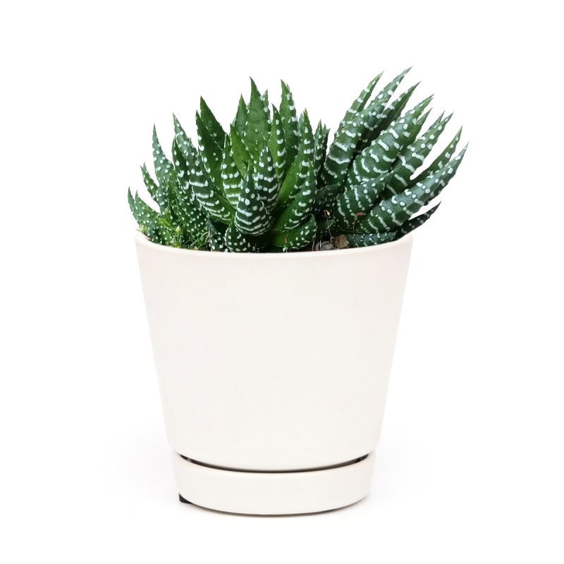 Haworthia african pearl, succulents shop in California, Succulents, Succulents shop near me, cactus, how to grow succulents, succulents store in CA, succulent plant, succulents garden, Haworthia african pearl in California, How to grow Haworthia african pearl. indoor succulents.