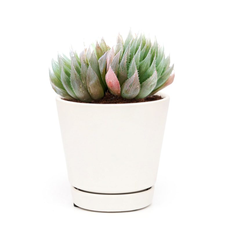 Haworthia Cooperi for sale, succulents shop in California, how to grow succulents, monthly succulents, indoor succulents, succulent care tips, succulent care, succulent subscription, cactus, Haworthia Cooperi in California, How to grow Haworthia Cooperi. indoor succulents.