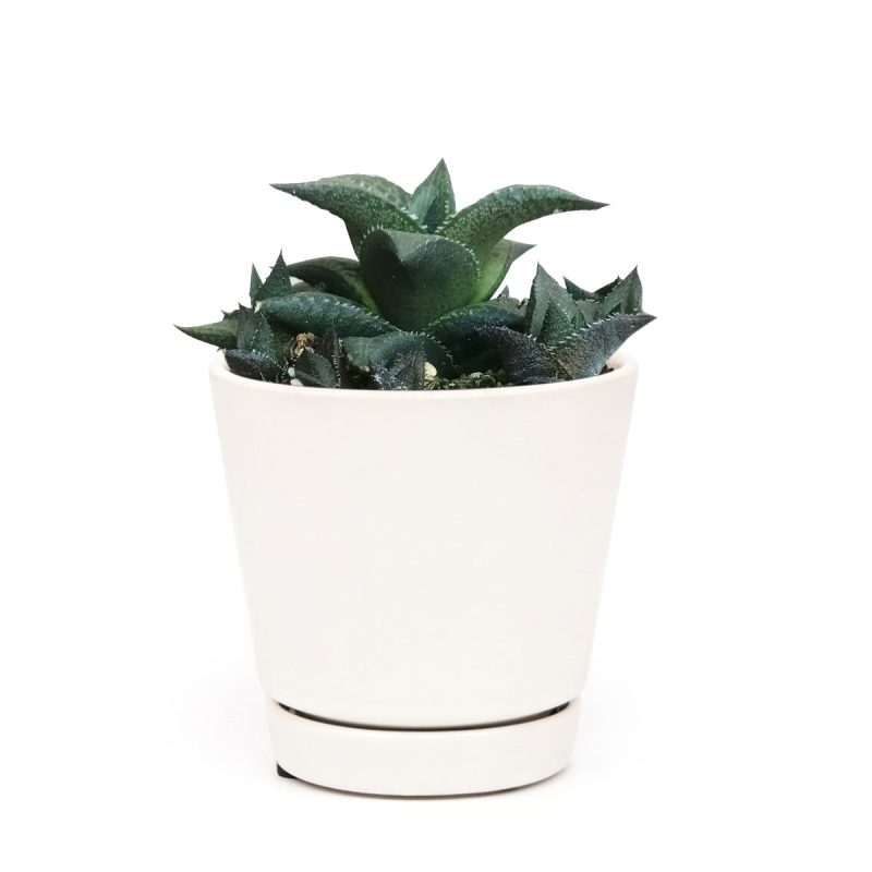 Venosa Haworthia for sale, succulent plant, cactus, succulent care guide, succulents store in CA, Succulents shop near me, indoor succulents, succulent subscription, succulent care, Venosa Haworthia in California, How to grow Venosa Haworthia. indoor succulents.