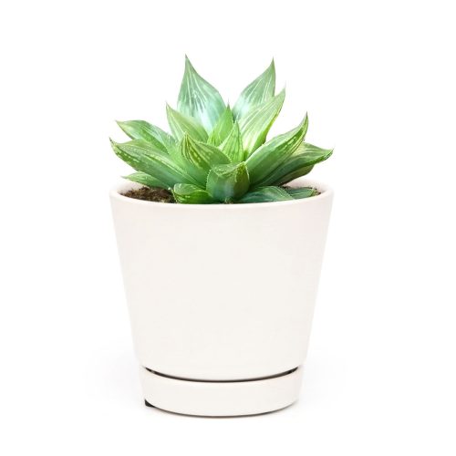 HAWORTHIA WHITE GHOST 2