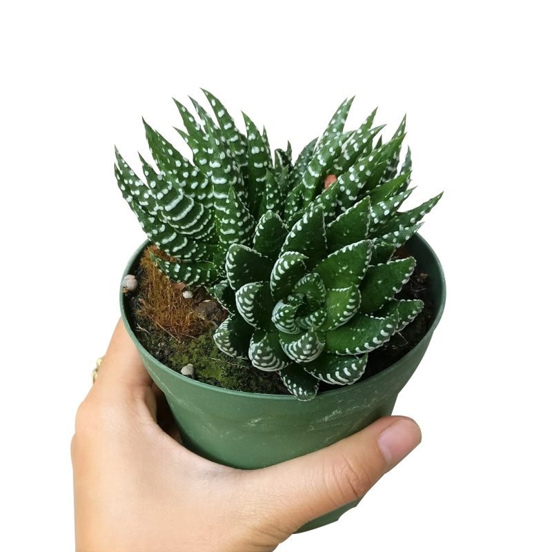 Haworthia african pearl, succulents shop in California, Succulents, Succulents shop near me, cactus, how to grow succulents, succulents store in CA, succulent plant, succulents garden, Haworthia african pearl in California, How to grow Haworthia african pearl. indoor succulents.