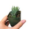 Haworthia african pearl, succulents shop in California, Succulents, Succulents shop near me, cactus, how to grow succulents, succulents store in CA, succulent plant, succulents garden, Haworthia african pearl in California, How to grow Haworthia african pearl. indoor succulents.