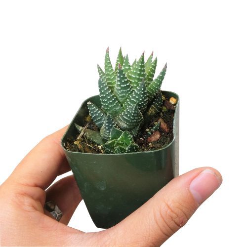 Haworthia african pearl, succulents shop in California, Succulents, Succulents shop near me, cactus, how to grow succulents, succulents store in CA, succulent plant, succulents garden, Haworthia african pearl in California, How to grow Haworthia african pearl. indoor succulents.