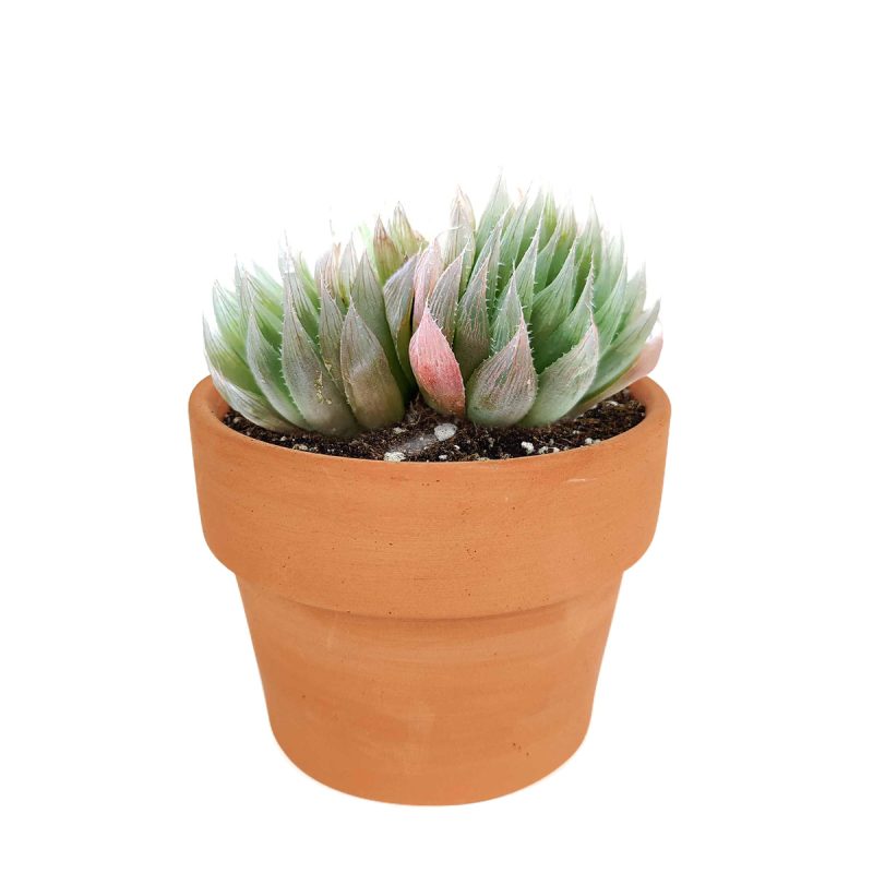 how to grow succulents, monthly succulents, indoor succulents, succulent care tips, succulent care, succulent subscription, cactus, Haworthia Cooperi in California