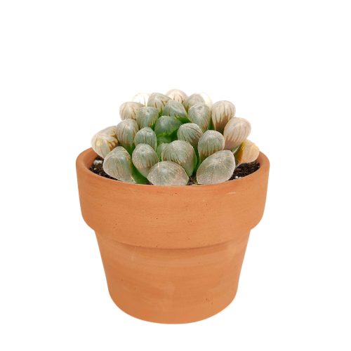 Succulents shop near me, indoor succulents, succulents garden, cactus, succulent subscription, Haworthia cooperi var. obtusa in California, How to grow Haworthia cooperi var. obtusa . indoor succulents, unique succulents