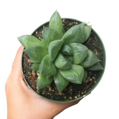 Haworthia Cuspidata plant, succulent care, monthly succulents, succulent care guide, succulents store in CA, succulents garden, succulent care tips, cactus, Rare succulents, Haworthia Cuspidata in California, How to grow Haworthia Cuspidata. indoor succulents.