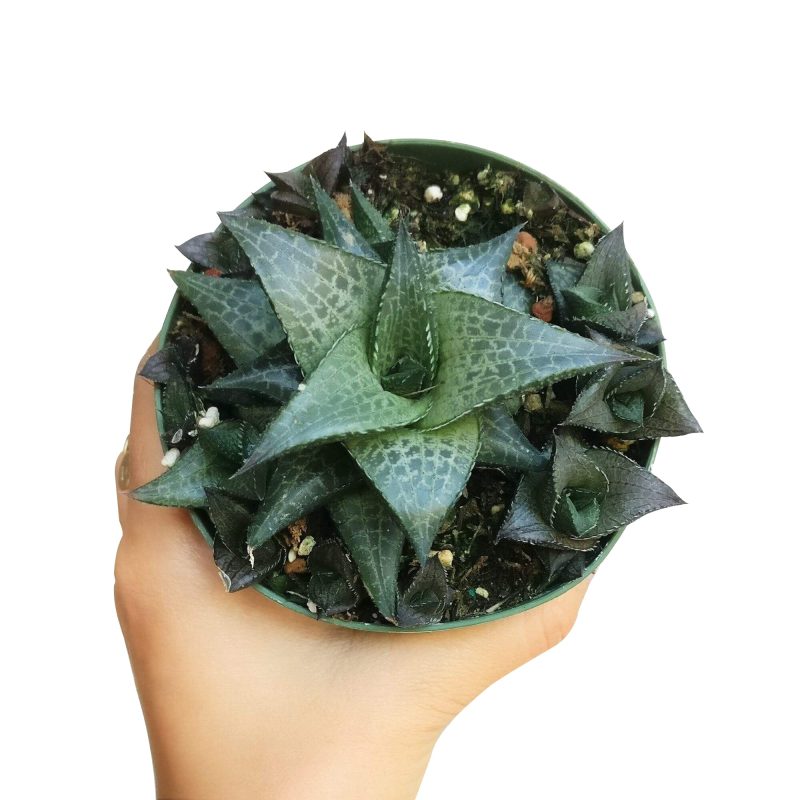 Venosa Haworthia for sale, succulent plant, cactus, succulent care guide, succulents store in CA, Succulents shop near me, indoor succulents, succulent subscription, succulent care, Venosa Haworthia in California, How to grow Venosa Haworthia. indoor succulents.