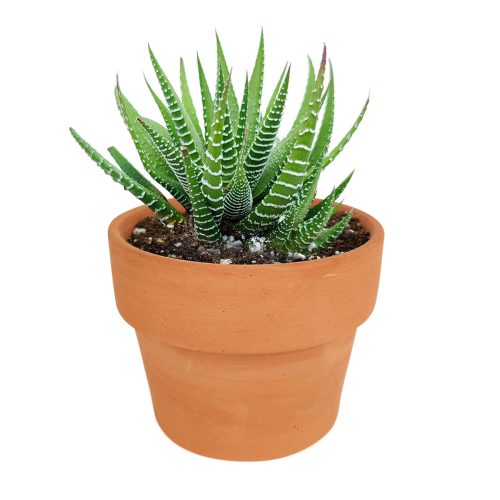 haworthia zebra succulent plant care, how to care for a zebra haworthia, succulent haworthia zebra, zebra haworthia watering, haworthia zebra cactus