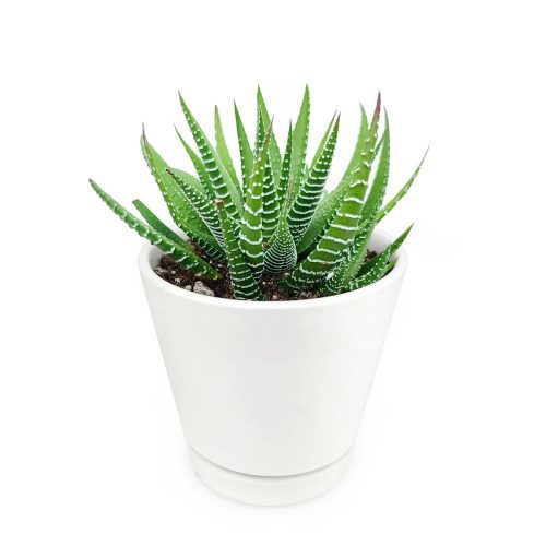 haworthia in white ceramic pot, succulent in pot for sale, succulent in indoor planter