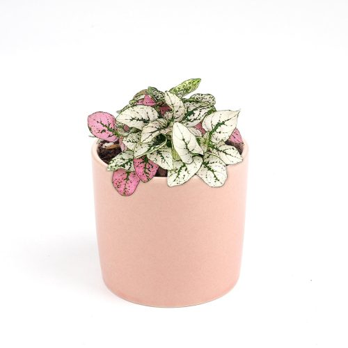 hypoestes pink plant, pink hypoestes care, how to take care of pink polka dot plant, pink polka dot plant outdoors, pink polka dot splash plant, hypoestes 'pink', hypoestes pink splash care, buy colorful houseplant online