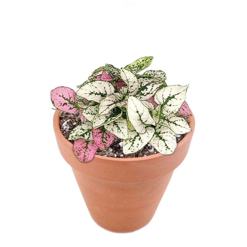 hypoestes pink plant, pink hypoestes care, how to take care of pink polka dot plant, pink polka dot plant outdoors, pink polka dot splash plant, hypoestes 'pink', hypoestes pink splash care, how to grow hypoestes pink splash