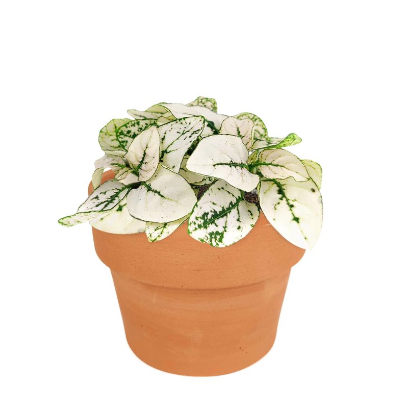 white hypoestes polka dot plant, hypoestes splash white, white splash select polka dot plant, polka dot plant green and white, white splash polka dot plant