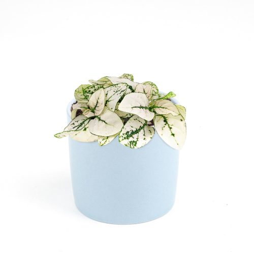 polka dot plant green and white, white splash polka dot plant, white polka dot plant, white hypoestes