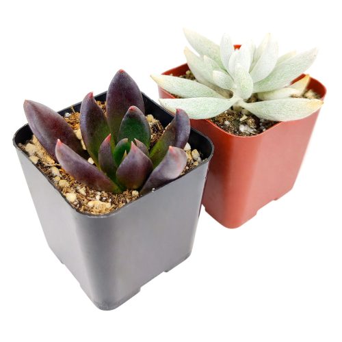 Black Succulents for Halloween, Scary Succulent for Halloween, Indoor Halloween Succulents, Spooky Halloween Succulents for Sale, Creepy Houseplants for Halloween, Succulents for Halloween 2023, Halloween Succulent Gift Ideas, Halloween Succulent Decorations, Halloween Succulent Ideas 2023