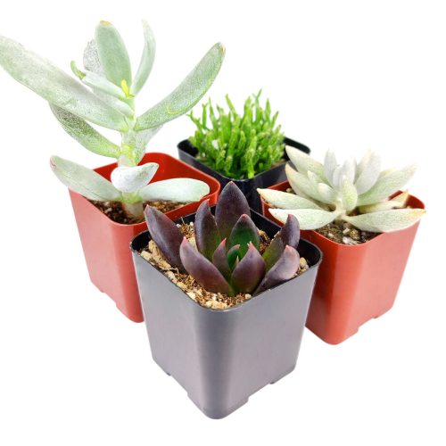 Black Succulents for Halloween, Scary Succulent for Halloween, Indoor Halloween Succulents, Spooky Halloween Succulents for Sale, Creepy Houseplants for Halloween, Succulents for Halloween 2023, Halloween Succulent Gift Ideas, Halloween Succulent Decorations, Halloween Succulent Ideas 2023