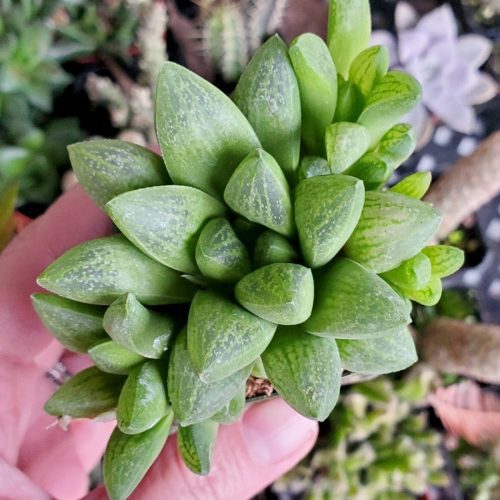 Haworthia turgida2