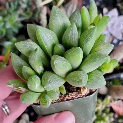 Haworthia turgida3