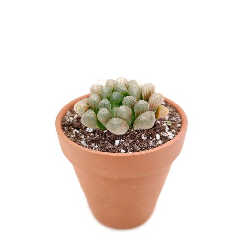 Succulents shop near me, indoor succulents, succulents garden, cactus, succulent subscription, Haworthia cooperi var. obtusa in California, How to grow Haworthia cooperi var. obtusa . indoor succulents