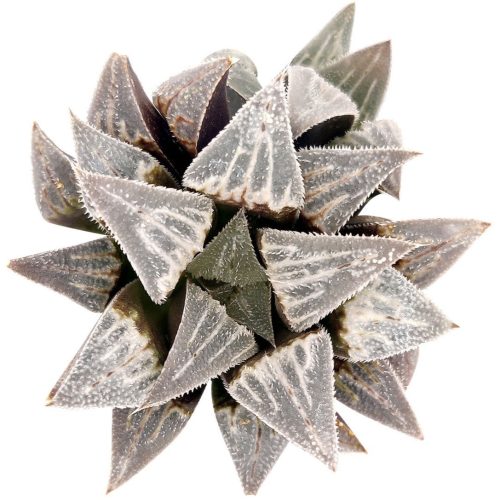 Haworthia emelyae var. Major, monthly succulents, succulent care, succulent care guide, Succulents shop near me, indoor succulents, succulents garden, cactus, succulent subscription, Haworthia emelyae var. Major in California, How to grow Haworthia emelyae var. Major. indoor succulents.