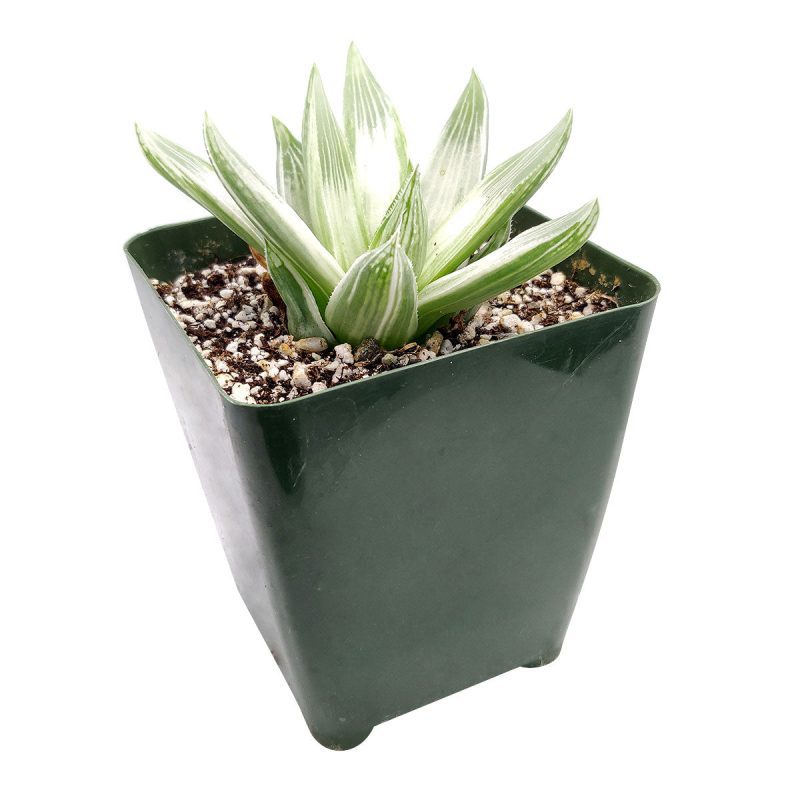 Haworthia cooperi variegata, succulent care, succulent care guide, succulents store in CA, Succulents, succulents shop in California, Rare succulents, succulent plant, cactus, Haworthia cooperi variegata in California, How to grow Haworthia cooperi variegata. indoor succulents