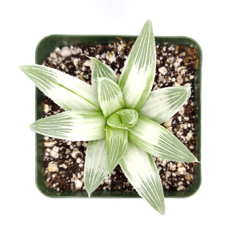 Haworthia retusa White Ghost 3 inch 2