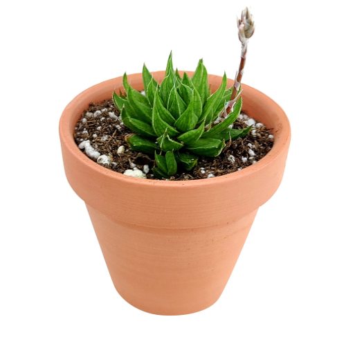 Haworthia batesiana for sale, monthly succulents, succulent subscription, succulent plant, cactus, succulent care, Succulents, succulents garden, Rare succulents, Haworthia batesiana in California, How to grow Haworthia batesiana. indoor succulents.