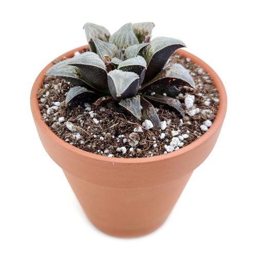 Haworthia emelyae var. Major, monthly succulents, succulent care, succulent care guide, Succulents shop near me, indoor succulents, succulents garden, cactus, succulent subscription, Haworthia emelyae var. Major in California, How to grow Haworthia emelyae var. Major. indoor succulents.