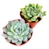 Succulents for Holiday, Holiday Succulent Pack, Indoor Holiday Succulents, Succulents for Holiday for Sale, Succulents for Holiday 2022, Holiday Succulent Gift Ideas, Succulent for Holiday Decorations, Succulent for Holiday Ideas 2022