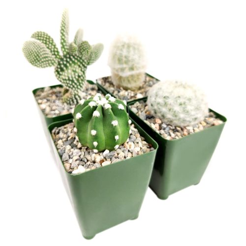 Succulents for Holiday, Holiday Succulent Pack, Indoor Holiday Succulents, Succulents for Holiday for Sale, Succulents for Holiday 2022, Holiday Succulent Gift Ideas, Succulent for Holiday Decorations, Succulent for Holiday Ideas 2022