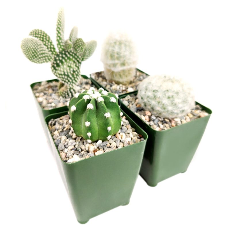 Succulents for Holiday, Holiday Succulent Pack, Indoor Holiday Succulents, Succulents for Holiday for Sale, Succulents for Holiday 2022, Holiday Succulent Gift Ideas, Succulent for Holiday Decorations, Succulent for Holiday Ideas 2022