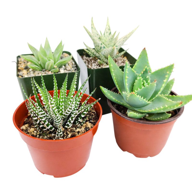 Succulents for Holiday, Holiday Succulent Pack, Indoor Holiday Succulents, Succulents for Holiday for Sale, Succulents for Holiday 2022, Holiday Succulent Gift Ideas, Succulent for Holiday Decorations, Succulent for Holiday Ideas 2022