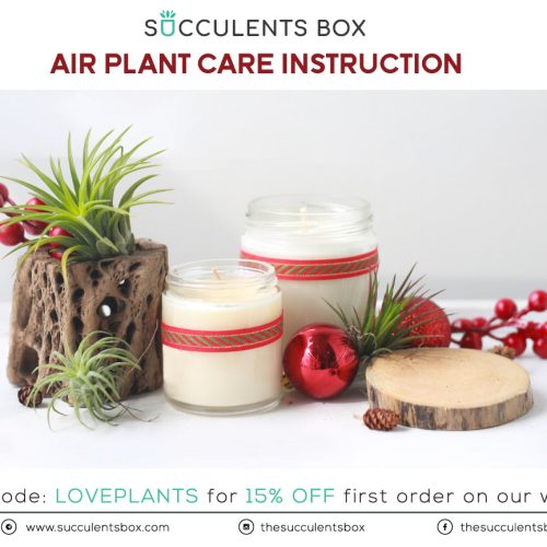 Holiday airplant care card