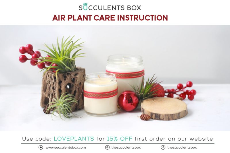 Holiday airplant care card