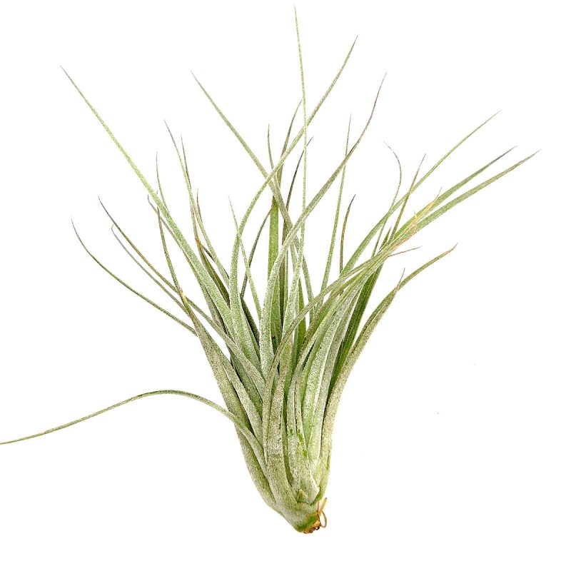 Tillandsia Houston Cotton Candy air plant for sale, unique gift decor ideas, air plant subscription delivery monthly, Tillandsia Houston Cotton Candy with air plant care guide