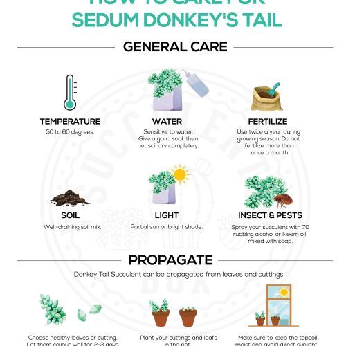 How to care for sedum donkey s tail