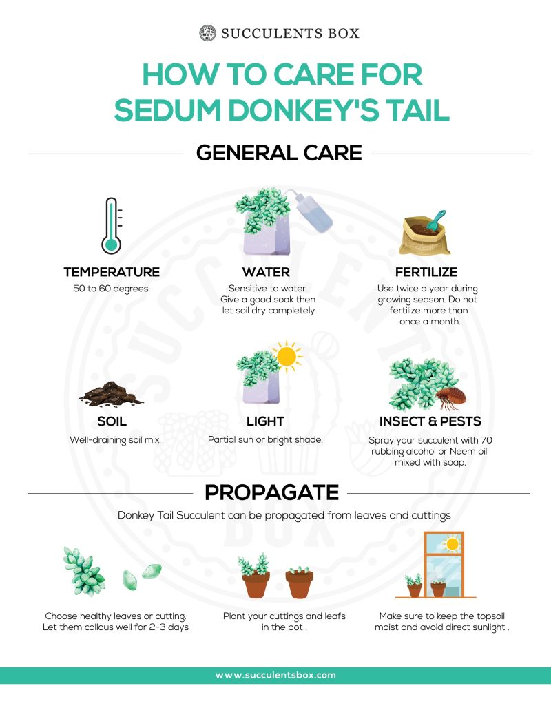 How to care for sedum donkey s tail