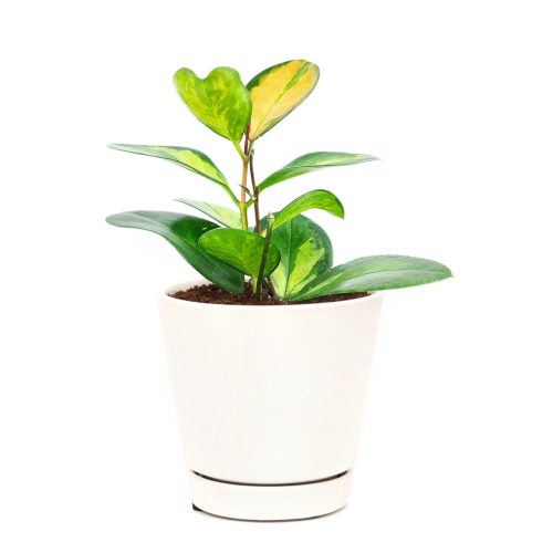 houseplants, houseplants for sale, best indoor plants, types of houseplants, hoya australis lisa, hoya lisa, australis lisa hoya, hoya australis lisa care, hoya lisa plant, easy to grow houseplants, houseplants near me