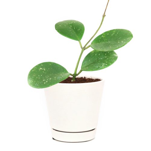 easy care houseplant for beginners, waxy plant, Hoya Obovata Splash, flowering houseplant