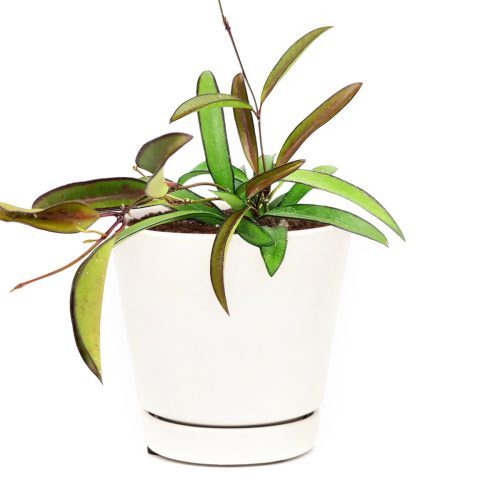 How to care for Hoya, Hoya Wayetti care guide, Hoya Wayetti, Wayetti Hoya, Hoya plants, Hoya Wayettit for sale, Hoya Wayetti near me, best Hoya plants, best houseplants, best indoor plants, types of houseplants, low light houseplants, easy to grow houseplants