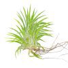 Tillandsia Ionantha Huamelula air plant for sale, unique gift decor ideas, air plant subscription delivery monthly, Tillandsia Ionantha Huamelula with air plant care guide