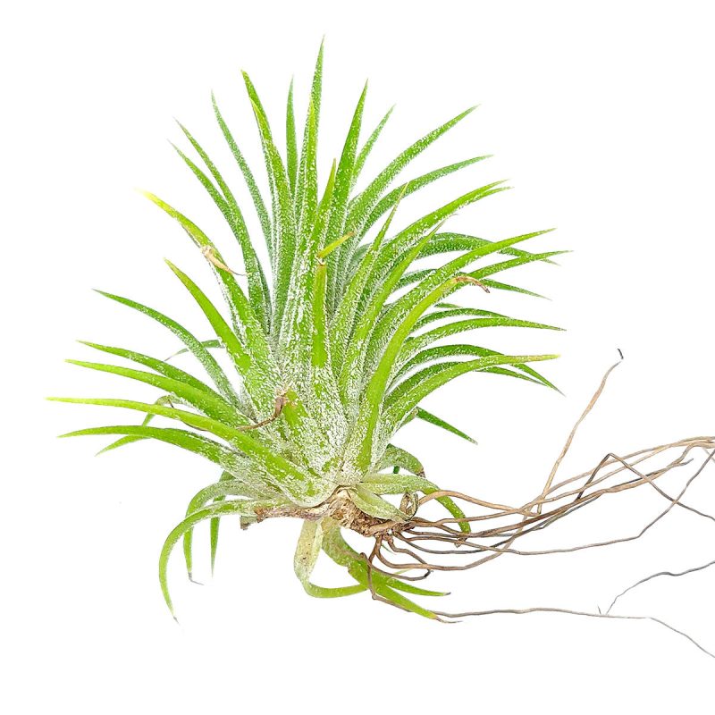 Tillandsia Ionantha Huamelula air plant for sale, unique gift decor ideas, air plant subscription delivery monthly, Tillandsia Ionantha Huamelula with air plant care guide