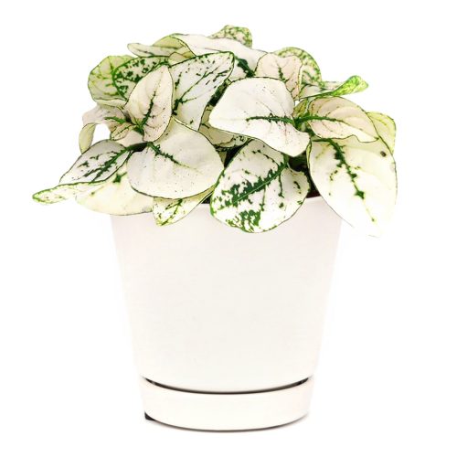 white hypoestes polka dot plant, hypoestes splash white, white splash select polka dot plant, polka dot plant green and white, white splash polka dot plant, white polka dot plant, white hypoestes, hypoestes white, polka dot plant white, polka dot white plant, hypoestes green and white, hypoestes phyllostachya white, green and white polka dot plant