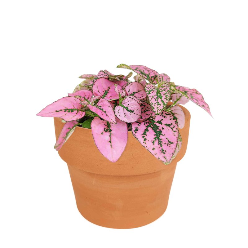 pink polka dot plant outdoors, pink polka dot splash plant, hypoestes 'pink', hypoestes pink splash care, hypoestes pink plant, pink hypoestes care, how to take care of pink polka dot plant, colorful foliage houseplant