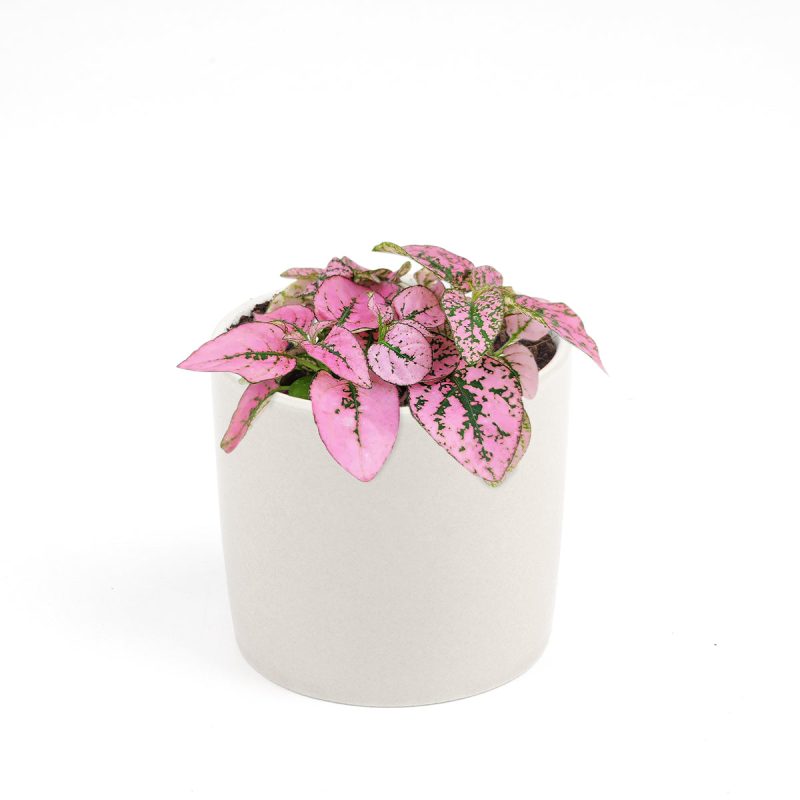 pink polka dot plant, pink polka dot plant care, hypoestes pink splash, pink hypoestes, hypoestes pink, full grown pink polka dot plant, pink polka dot hypoestes plant, hypoestes phyllostachya pink, polka dot plant pink splash, pink and green polka dot plant, pink polka dot plant fertilizer, hypoestes splash pink