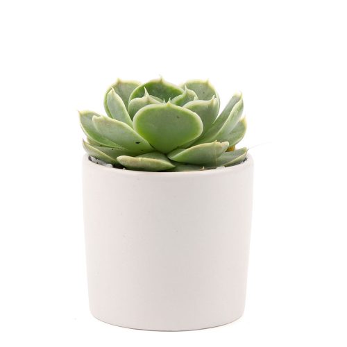 Succulent with Small Modern Cylinder Pot, Unique Succulent Gift Ideas, Succulent in ceramic pots, Succulent Decor Ideas, 2 inch succulent pots for sale, EcoFriendly Succulent Gift Box for Employee, Corporate Gift Succulents For Sale Online, Succulent Thank You Gift Ideas, Thank you gift for your staff in 2023, Customizable Gift Boxes for employees and clients, Office gift for employees, Employee appreciation day 2023 ideas, Succulent Plants for Clients & Employees for sale 