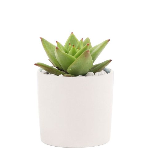 Succulent with Small Modern Cylinder Pot, Unique Succulent Gift Ideas, Succulent in ceramic pots, Succulent Decor Ideas, 2 inch succulent pots for sale, EcoFriendly Succulent Gift Box for Employee, Corporate Gift Succulents For Sale Online, Succulent Thank You Gift Ideas, Thank you gift for your staff in 2023, Customizable Gift Boxes for employees and clients, Office gift for employees, Employee appreciation day 2023 ideas, Succulent Plants for Clients & Employees for sale 