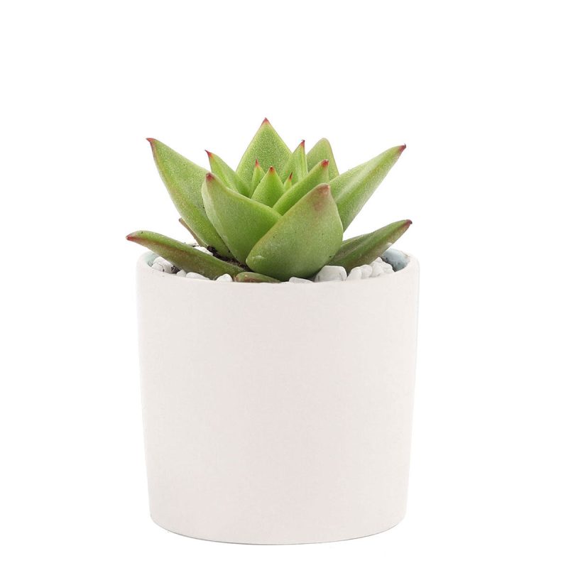 Succulent with Small Modern Cylinder Pot, Unique Succulent Gift Ideas, Succulent in ceramic pots, Succulent Decor Ideas, 2 inch succulent pots for sale, EcoFriendly Succulent Gift Box for Employee, Corporate Gift Succulents For Sale Online, Succulent Thank You Gift Ideas, Thank you gift for your staff in 2023, Customizable Gift Boxes for employees and clients, Office gift for employees, Employee appreciation day 2023 ideas, Succulent Plants for Clients & Employees for sale