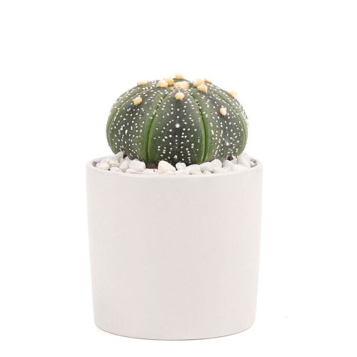 Succulent with Small Modern Cylinder Pot, Unique Succulent Gift Ideas, Succulent in ceramic pots, Succulent Decor Ideas, 2 inch succulent pots for sale, EcoFriendly Succulent Gift Box for Employee, Corporate Gift Succulents For Sale Online, Succulent Thank You Gift Ideas, Thank you gift for your staff in 2023, Customizable Gift Boxes for employees and clients, Office gift for employees, Employee appreciation day 2023 ideas, Succulent Plants for Clients & Employees for sale 